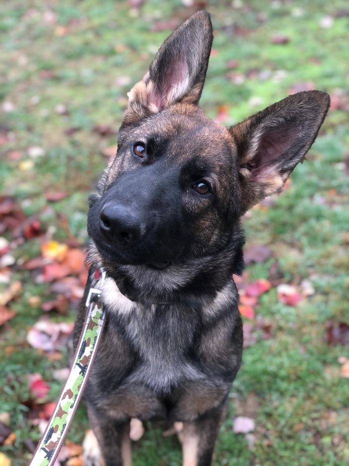 Tiger's Eye K9 Services - Manchester, NH