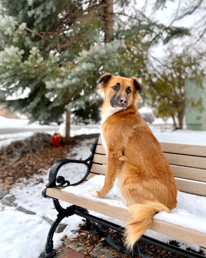 Tiger's Eye K9 Services - Manchester, NH