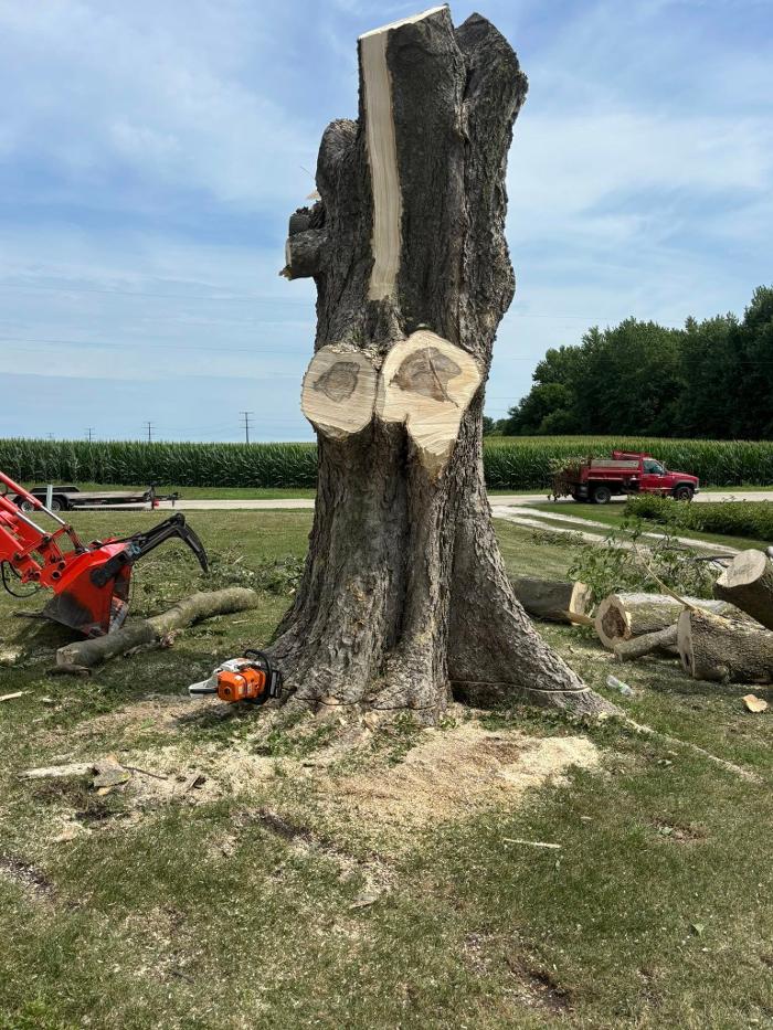 Plue's Tree Service Image