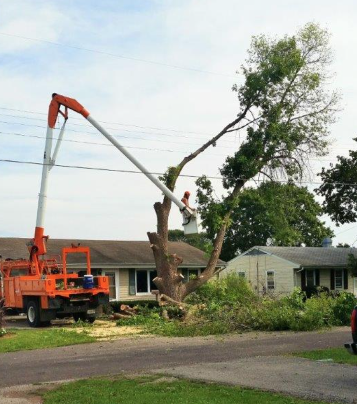 Plue's Tree Service Image