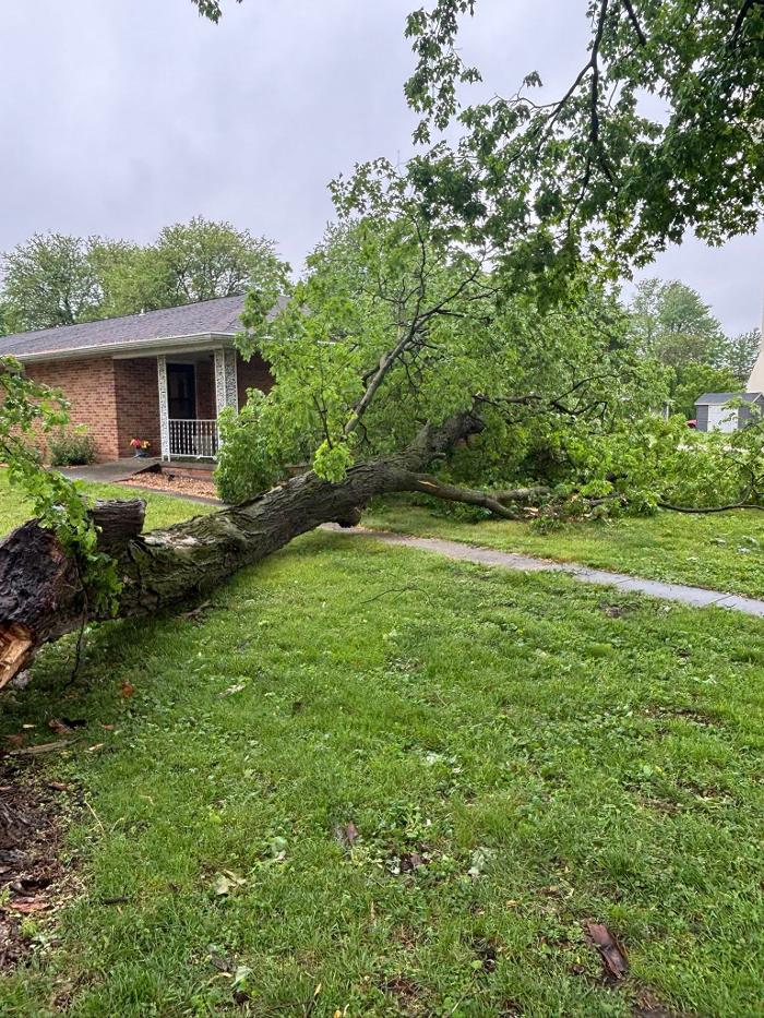 Plue's Tree Service Image