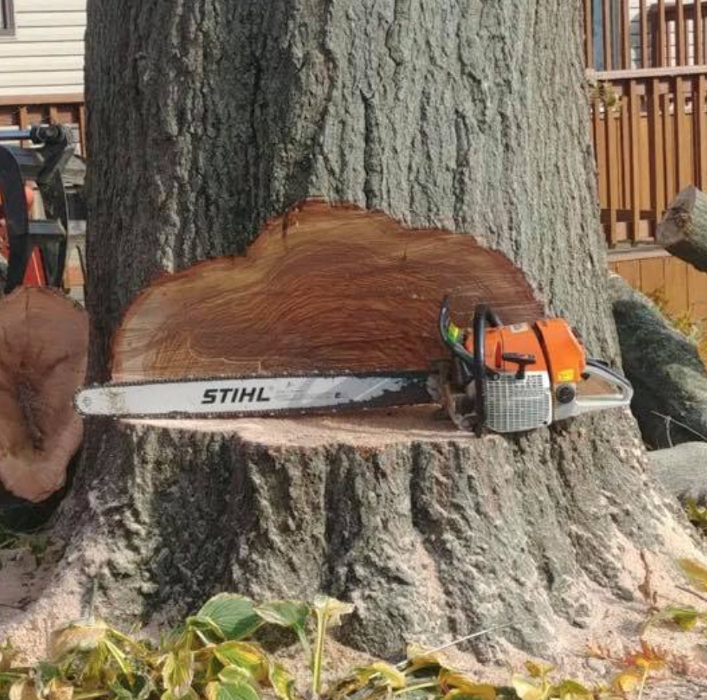 Plue's Tree Service Image