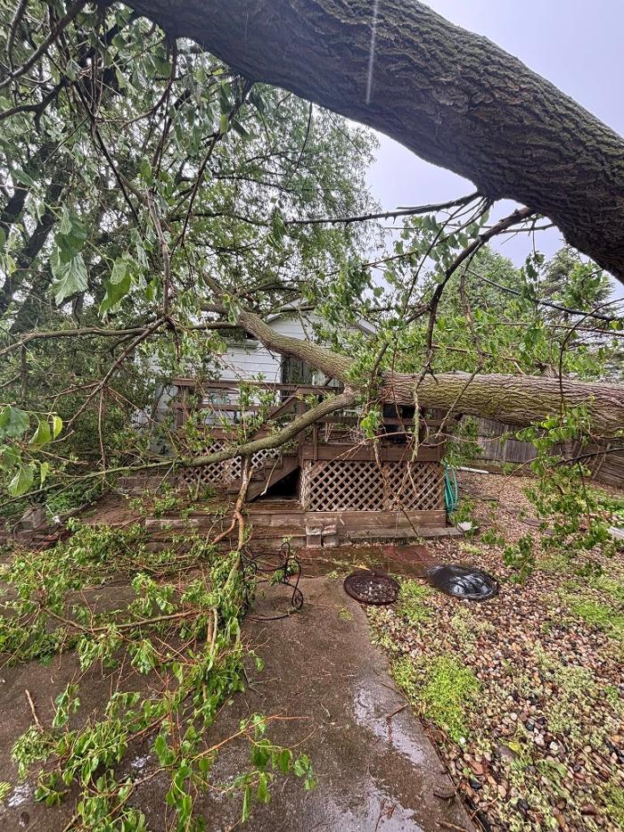 Plue's Tree Service Image