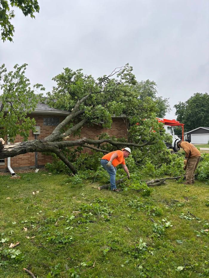 Plue's Tree Service Image