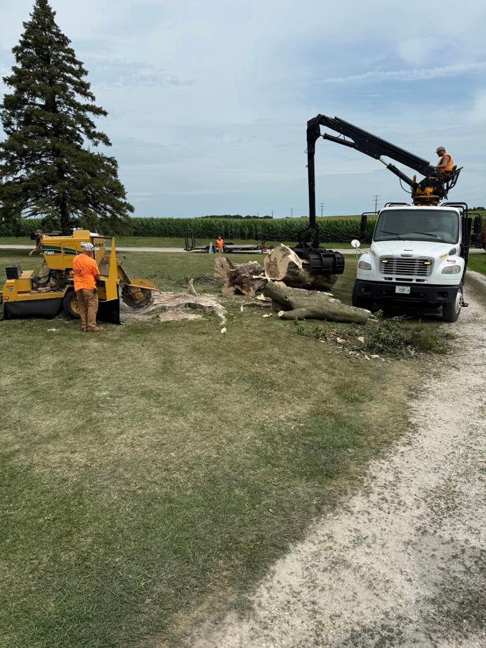 Plue's Tree Service Image