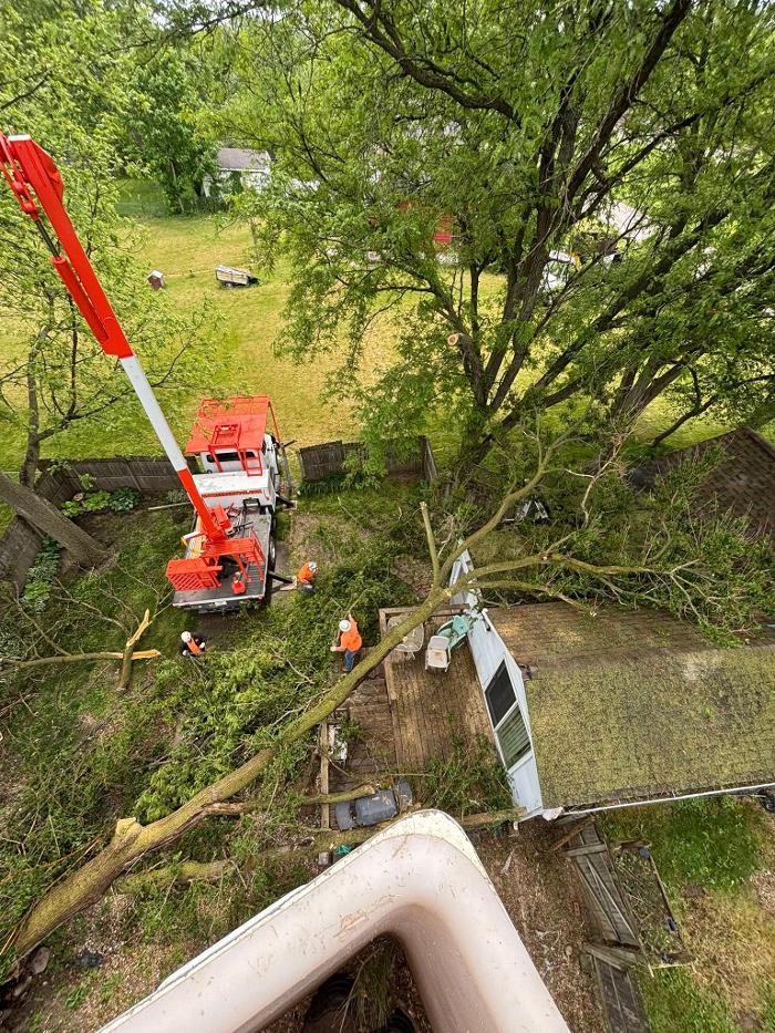 Plue's Tree Service Image