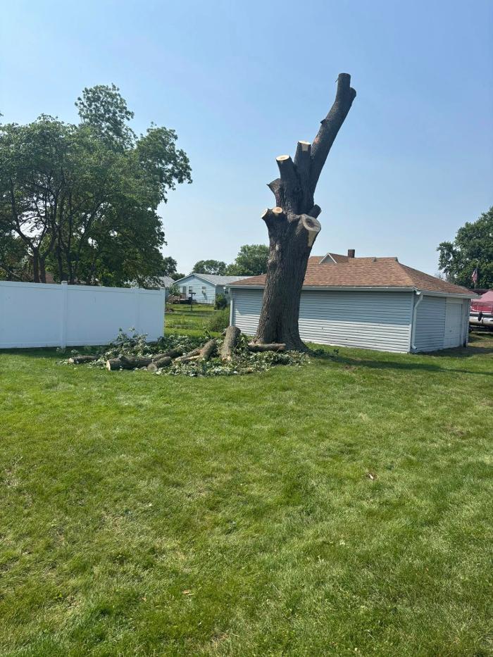 Plue's Tree Service Image