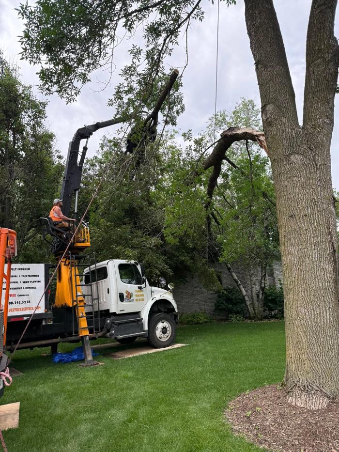 Plue's Tree Service Image