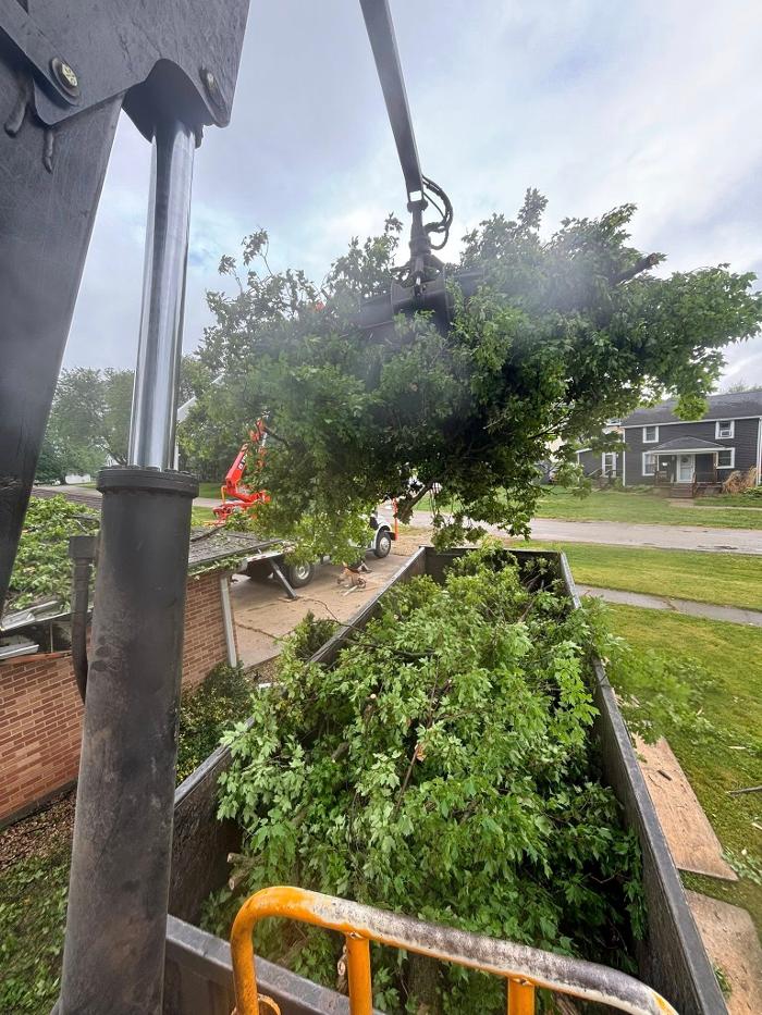 Plue's Tree Service Image