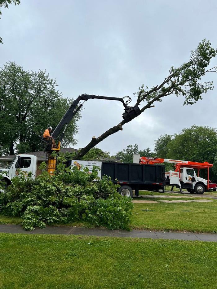 Plue's Tree Service Image