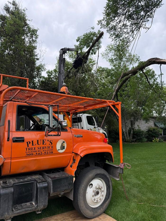 Plue's Tree Service Image