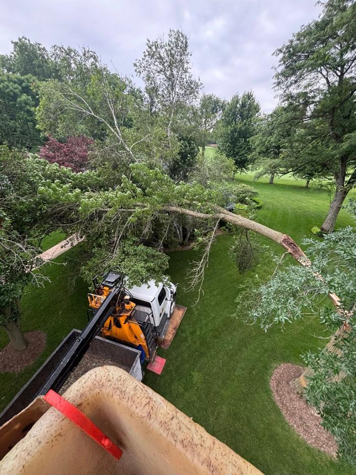 Plue's Tree Service Image