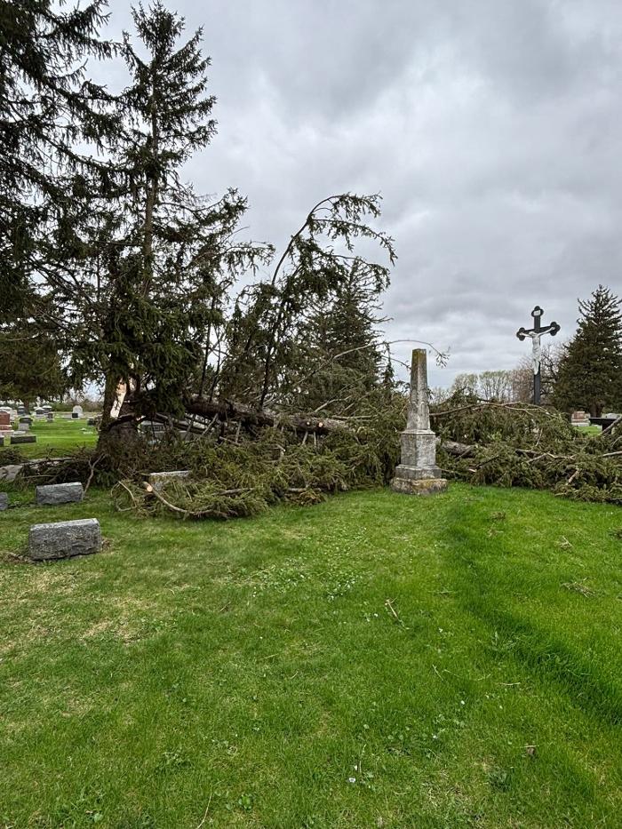 Plue's Tree Service Image