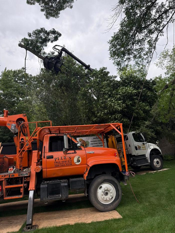 Plue's Tree Service Image