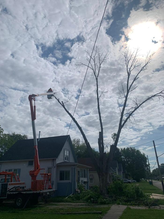 Plue's Tree Service Image