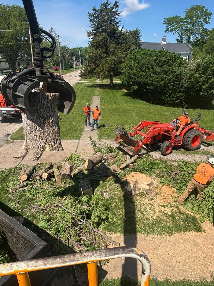 Plue's Tree Service Image