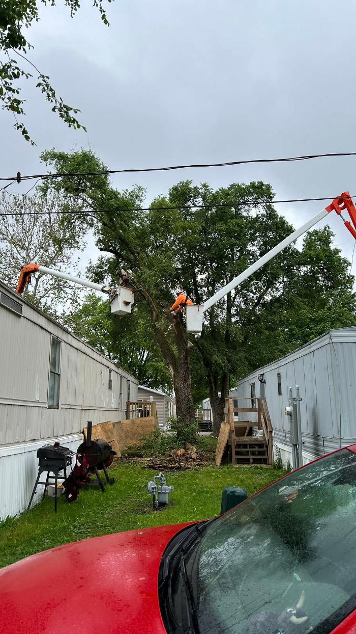 Plue's Tree Service Image