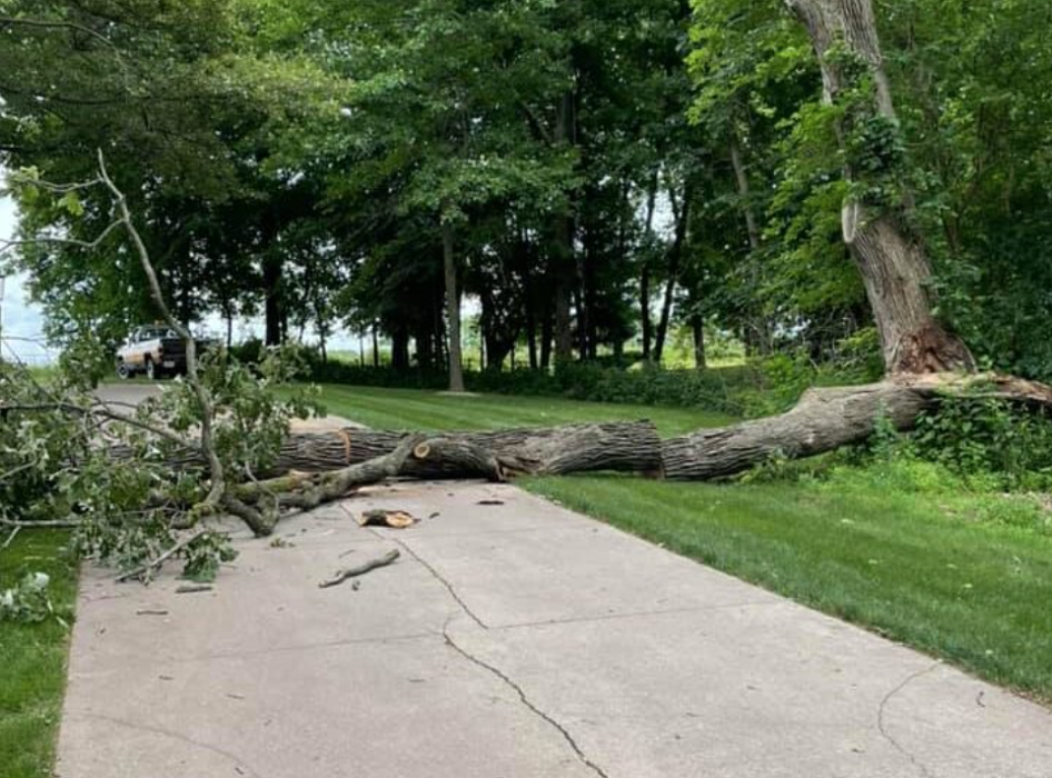 Plue's Tree Service Logo