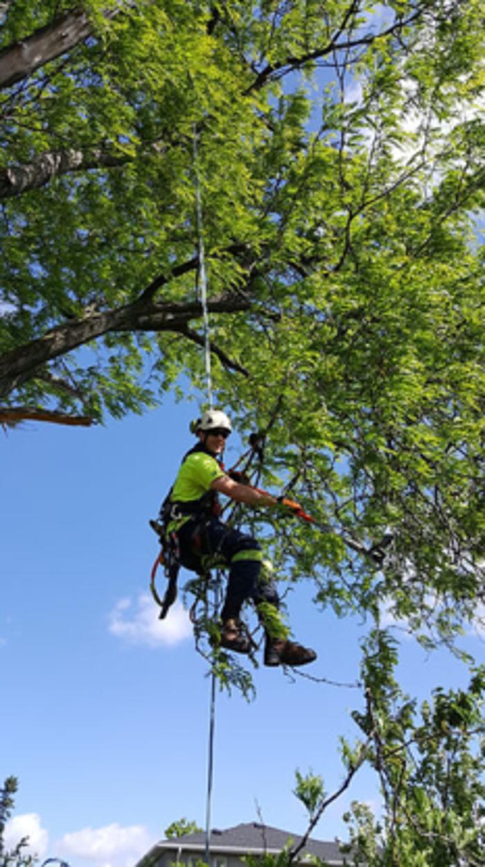 Kenyon Tree Services