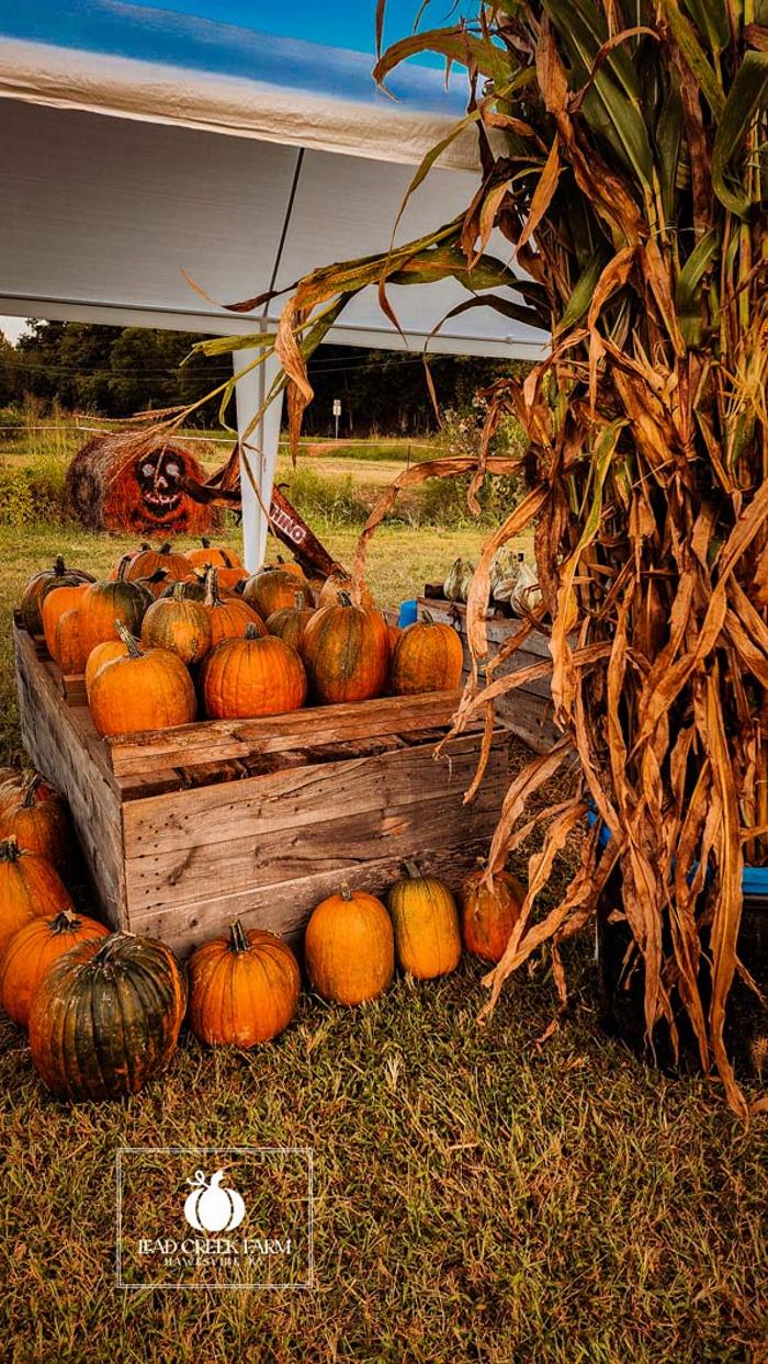 Lead Creek Farm - Hawesville, KY