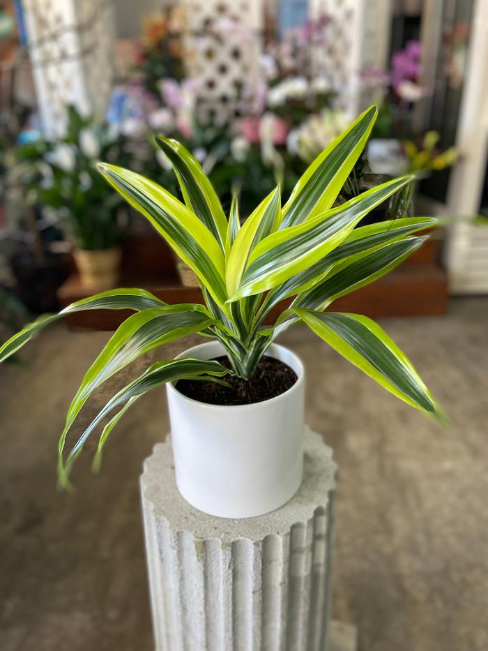 Wessel's Florist - Gwynn Oak, MD