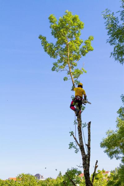 JB paysage paysagiste conseil