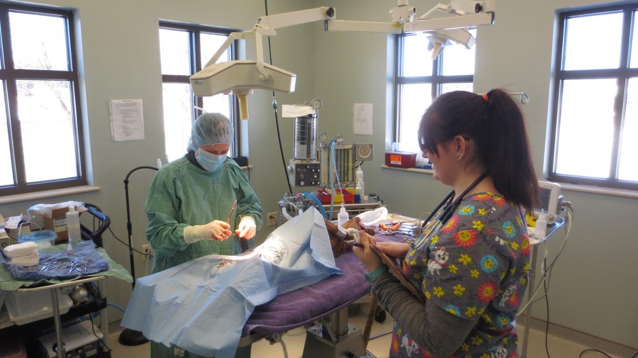 Marshfield Veterinary Service Logo