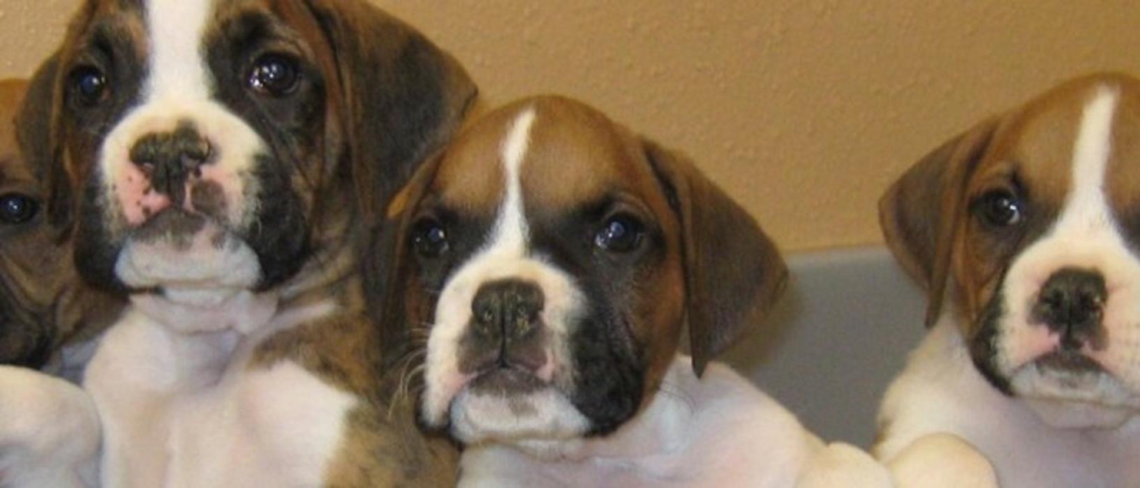 Marshfield Veterinary Service Image