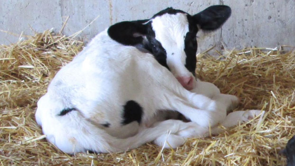 Marshfield Veterinary Service Image