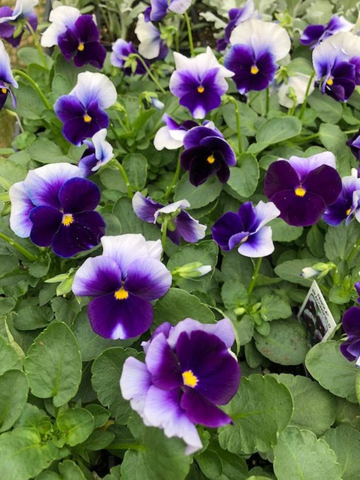 Horticare Landscape Companies - Little Rock, AR