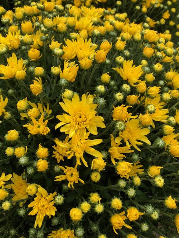 Horticare Landscape Companies - Little Rock, AR
