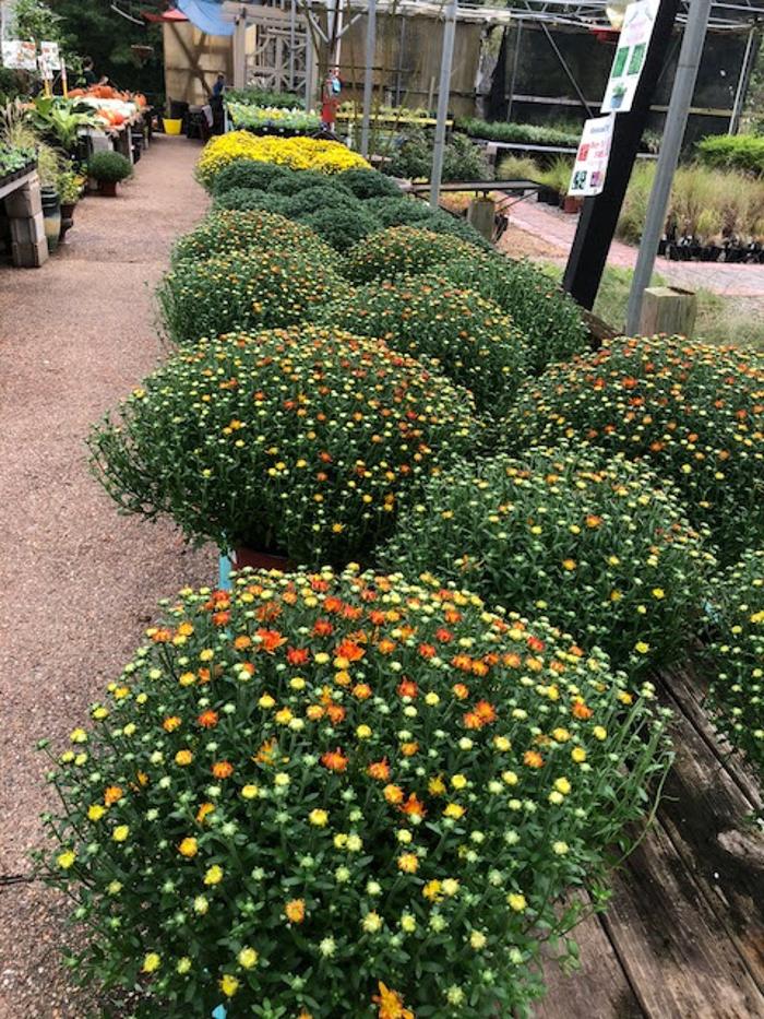 Horticare Landscape Companies - Little Rock, AR