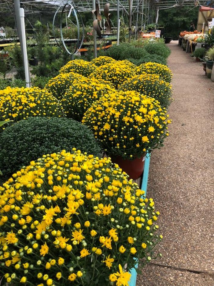 Horticare Landscape Companies - Little Rock, AR