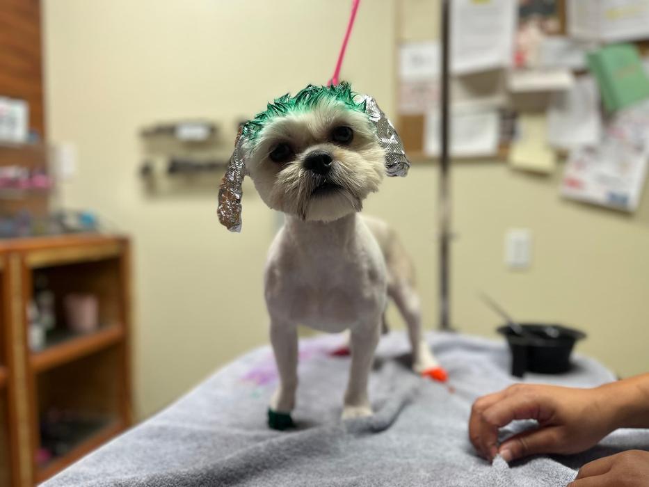 Pawtown Pet Resort