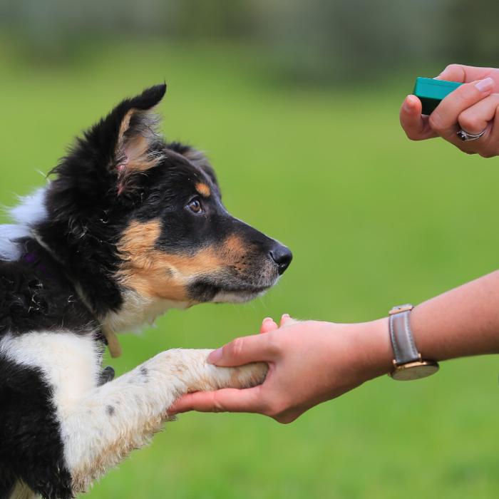 Reynolds Pet Resort - Tualatin