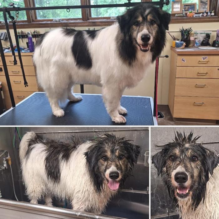 Sandy Hill Kennels