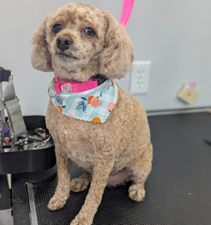 Broadmore Pet Retreat