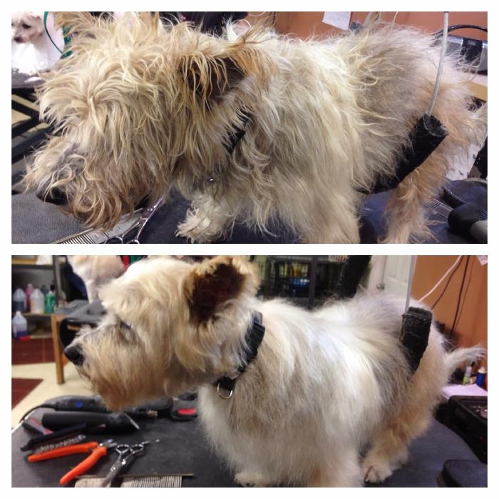 The Grooming Room Pet Resort