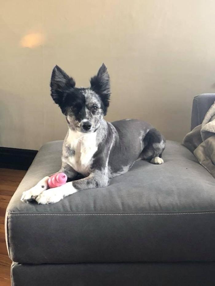 Paws Pet Spa and Boutique 8 Image