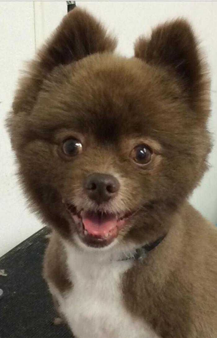 Paws Pet Spa and Boutique 8 Image