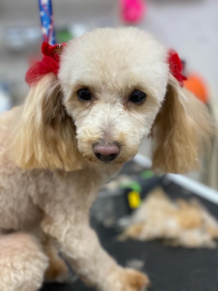 Paws Pet Spa and Boutique 8 Image