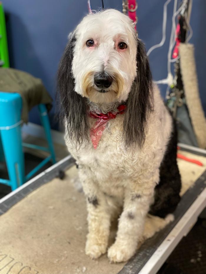 Paws Pet Spa and Boutique 8 Logo