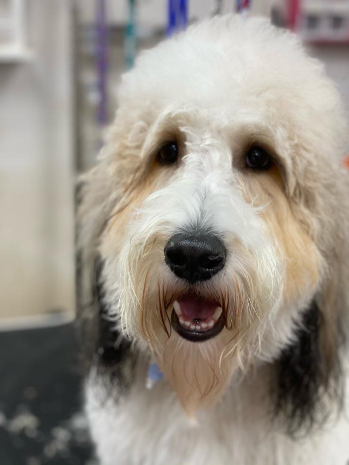 Paws Pet Spa and Boutique 8 Image