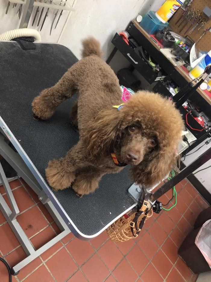 Paws Pet Spa and Boutique 8 Image