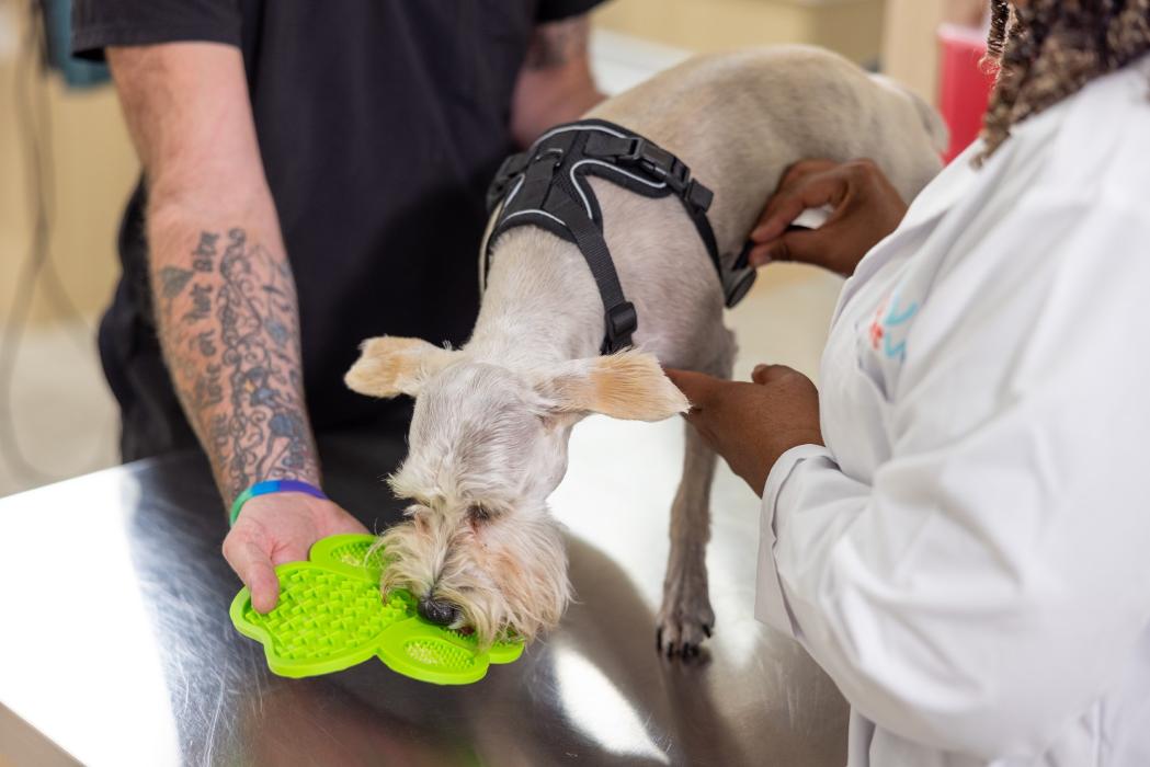 UrgentVet - Parker, CO