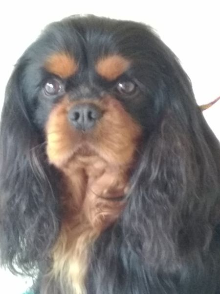 Le Domaine Du Mas D'Or élevage de chiens, de chats