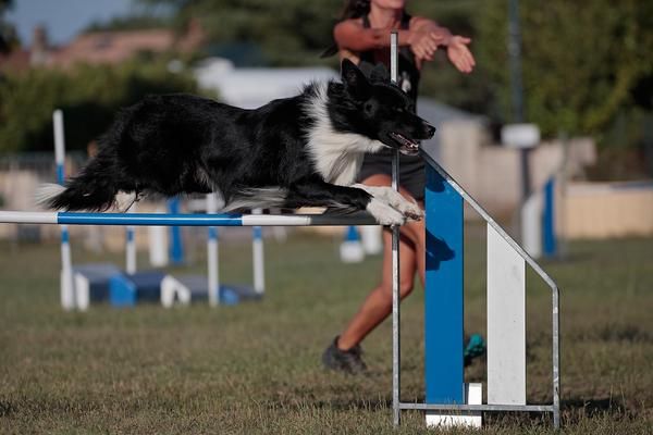 Twins Agility éducation canine dressage animal