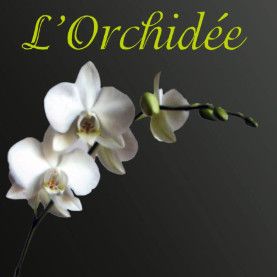 L'Orchidée
