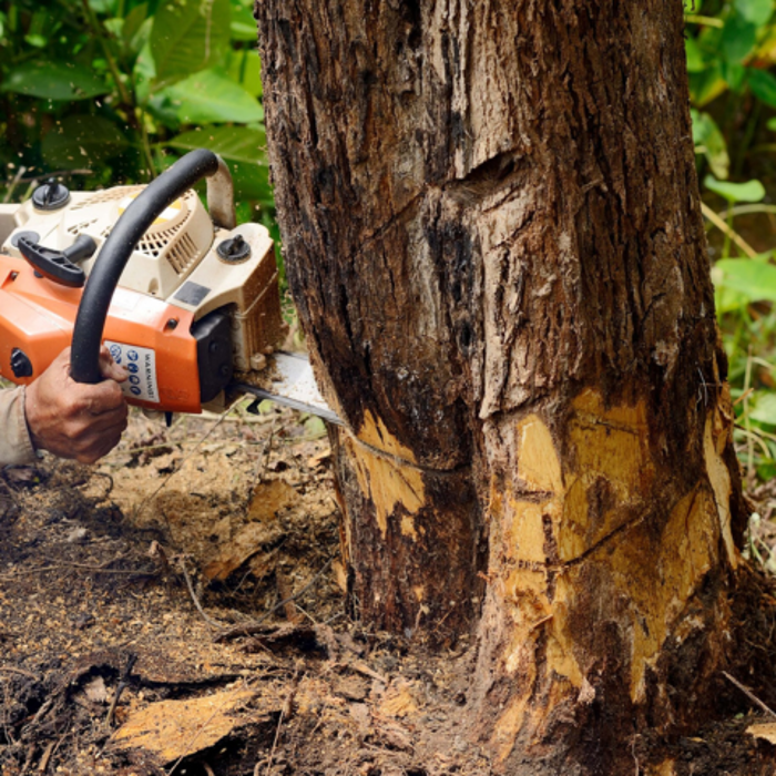 Salas Tree Service - Tucker, GA