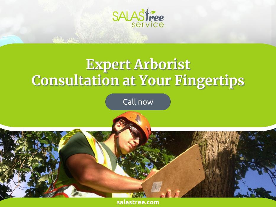 Salas Tree Service - Tucker, GA